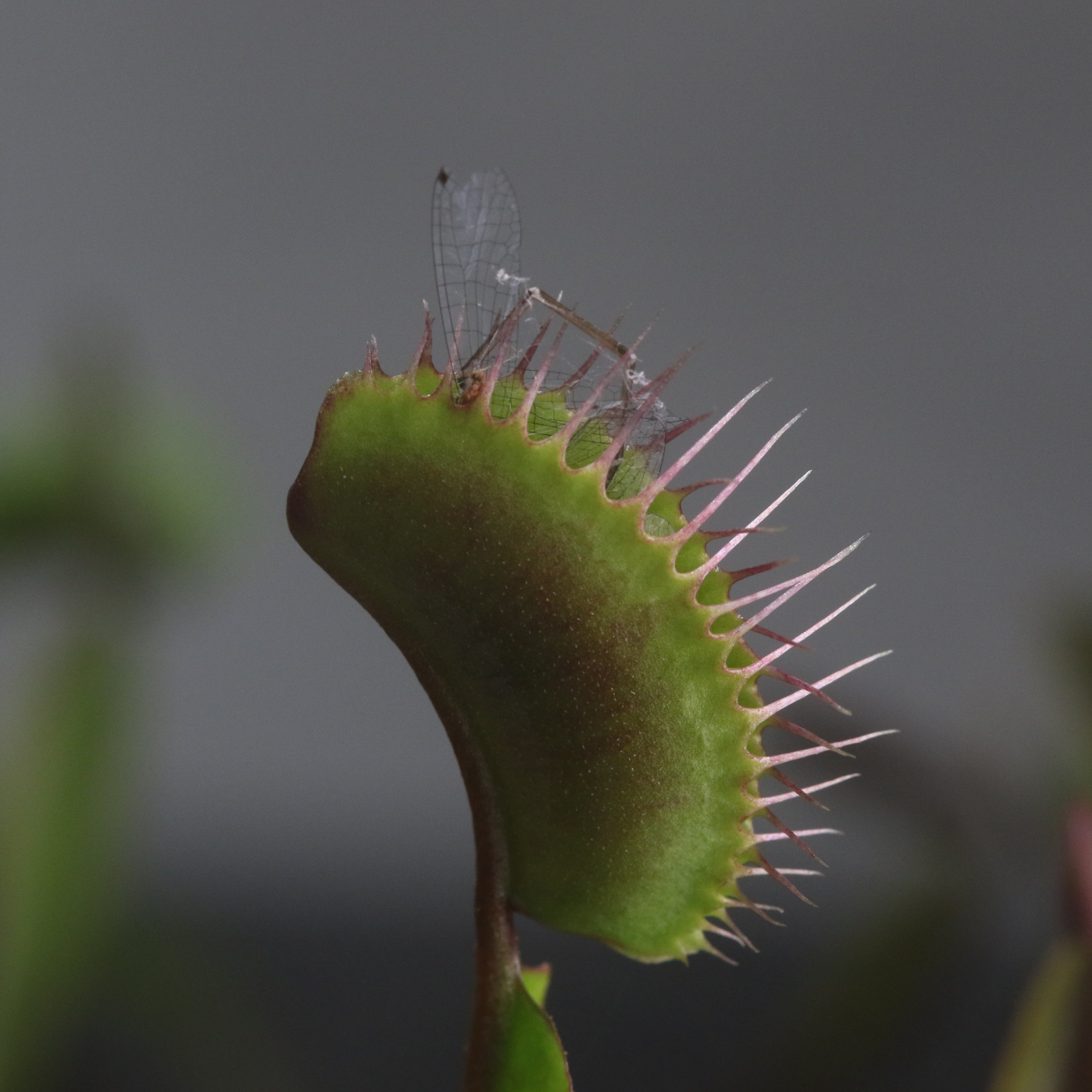 Green Venus Fly Trap Carnivorous Plant