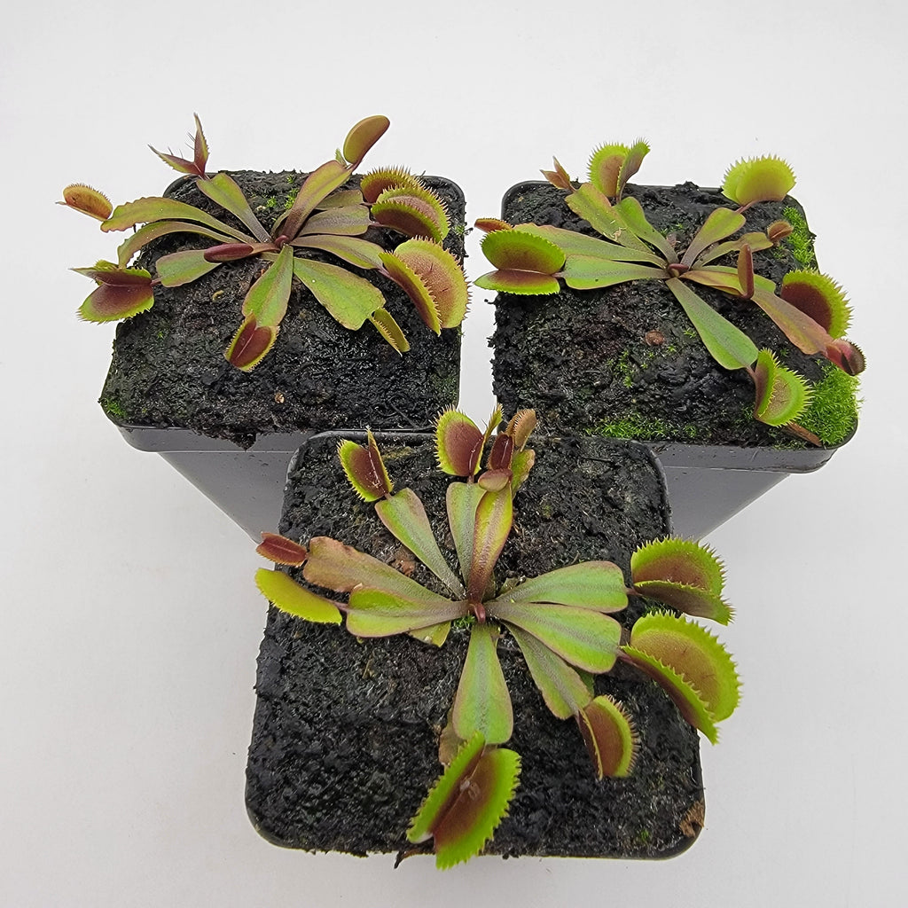 Venus flytrap (Dionaea muscipula)  "Midnight"