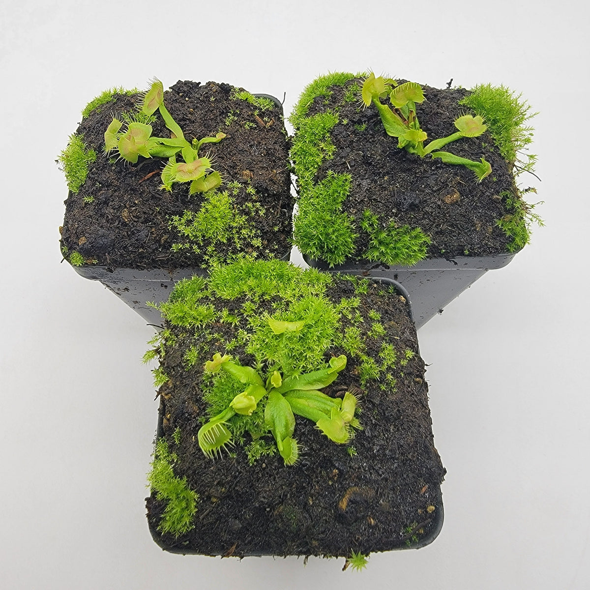 Venus flytrap (Dionaea muscipula) ‘Spiderman’