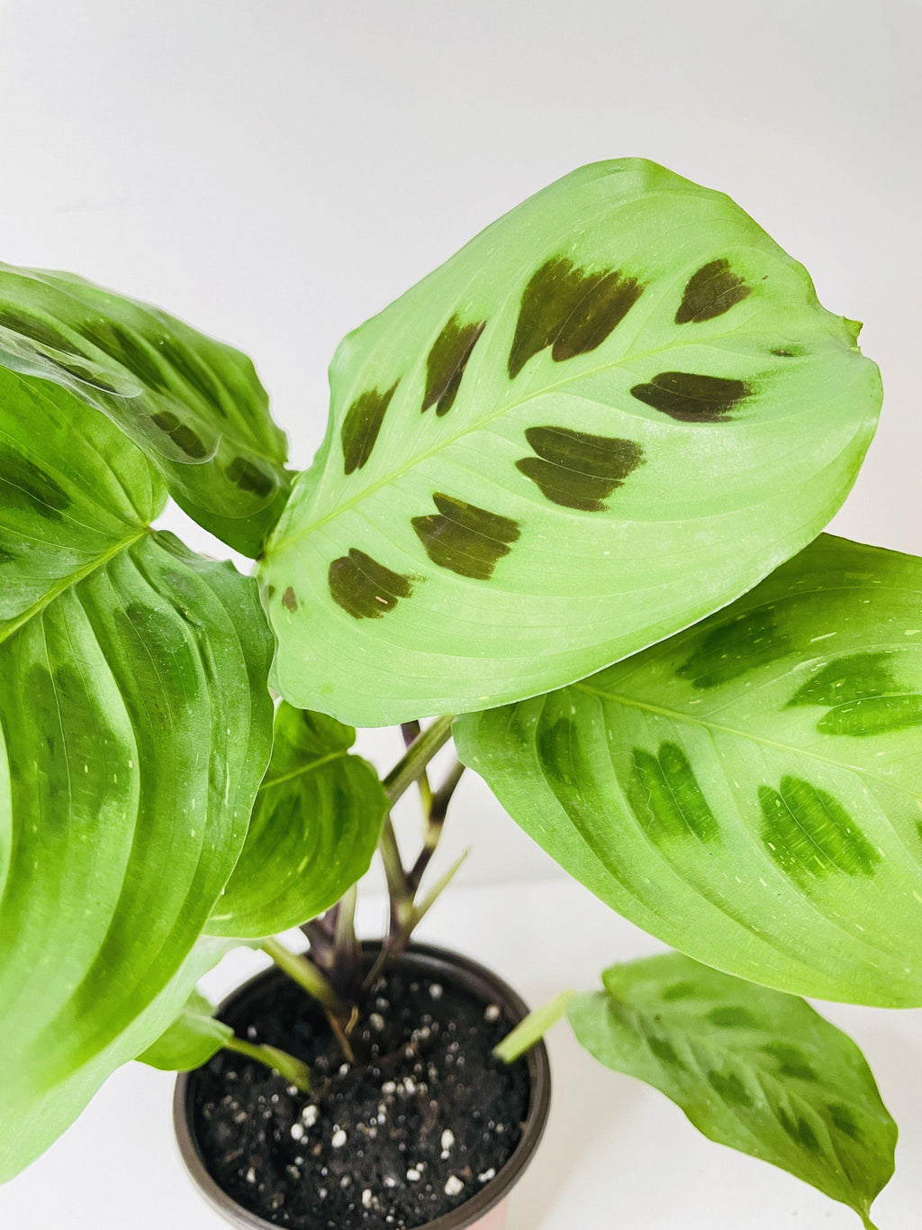 Variegated Maranta Leuconeura Kerchoveana