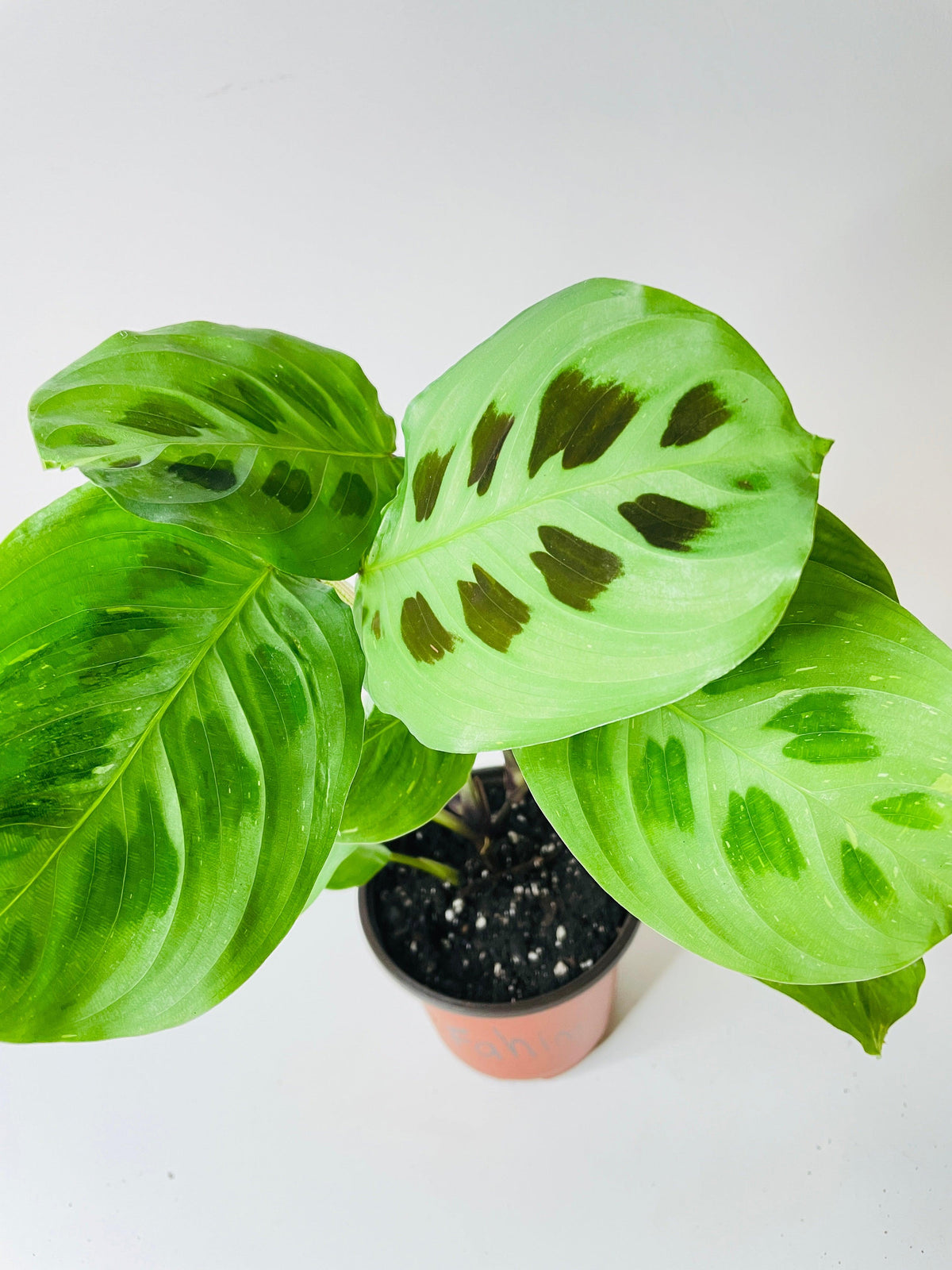Variegated Maranta Leuconeura Kerchoveana