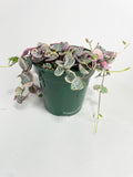 Variegated String of Hearts Succulent