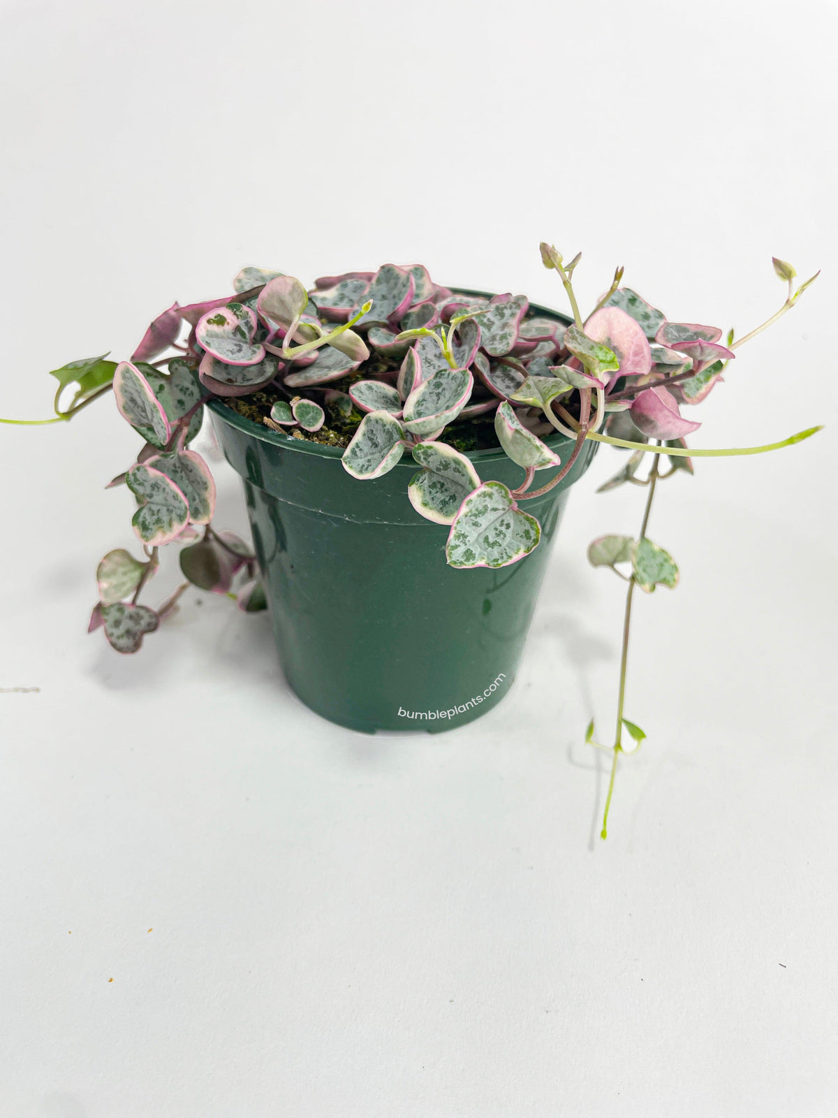 Variegated String of Hearts Succulent