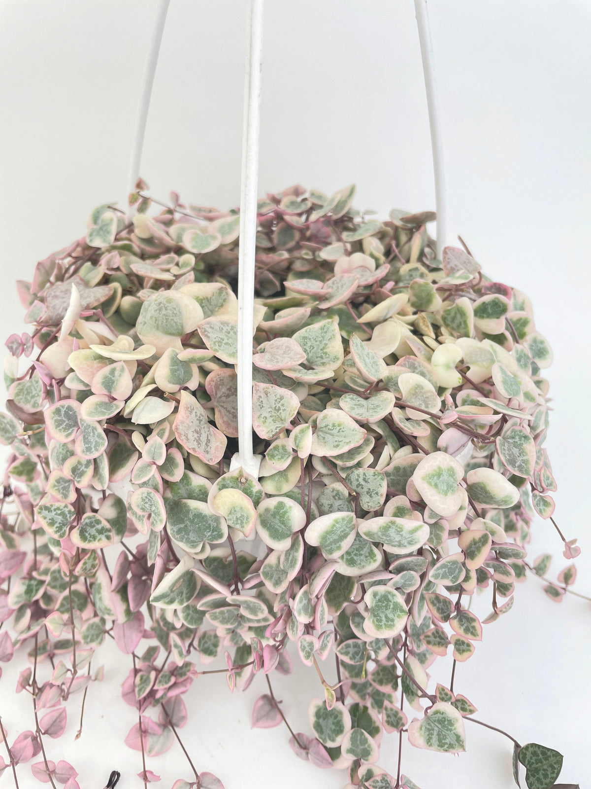 Variegated String of Hearts Succulent