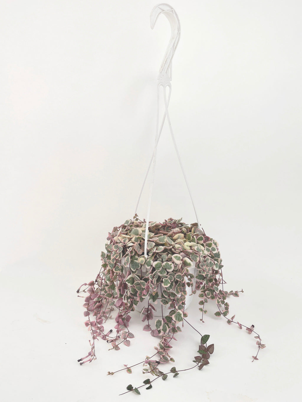 Variegated String of Hearts Succulent
