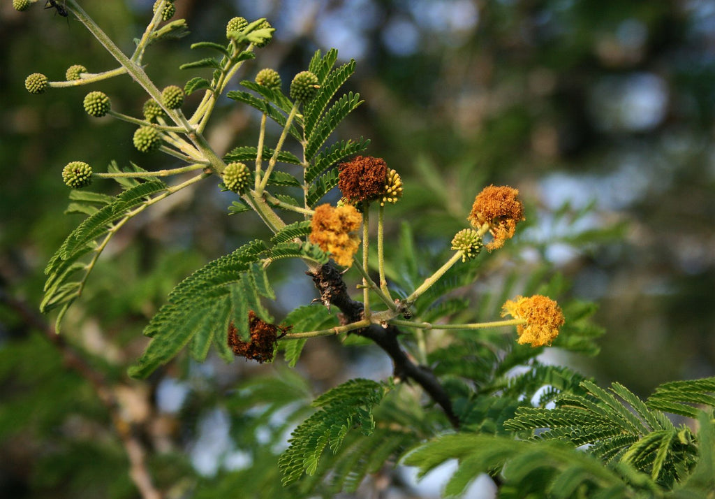 15 Gum Arabic Tree Seeds - Acacia arabica, Vachellia nilotica, Acacia nilotica