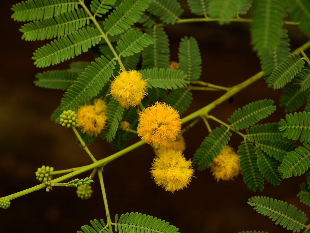 15 Gum Arabic Tree Seeds - Acacia arabica, Vachellia nilotica, Acacia nilotica
