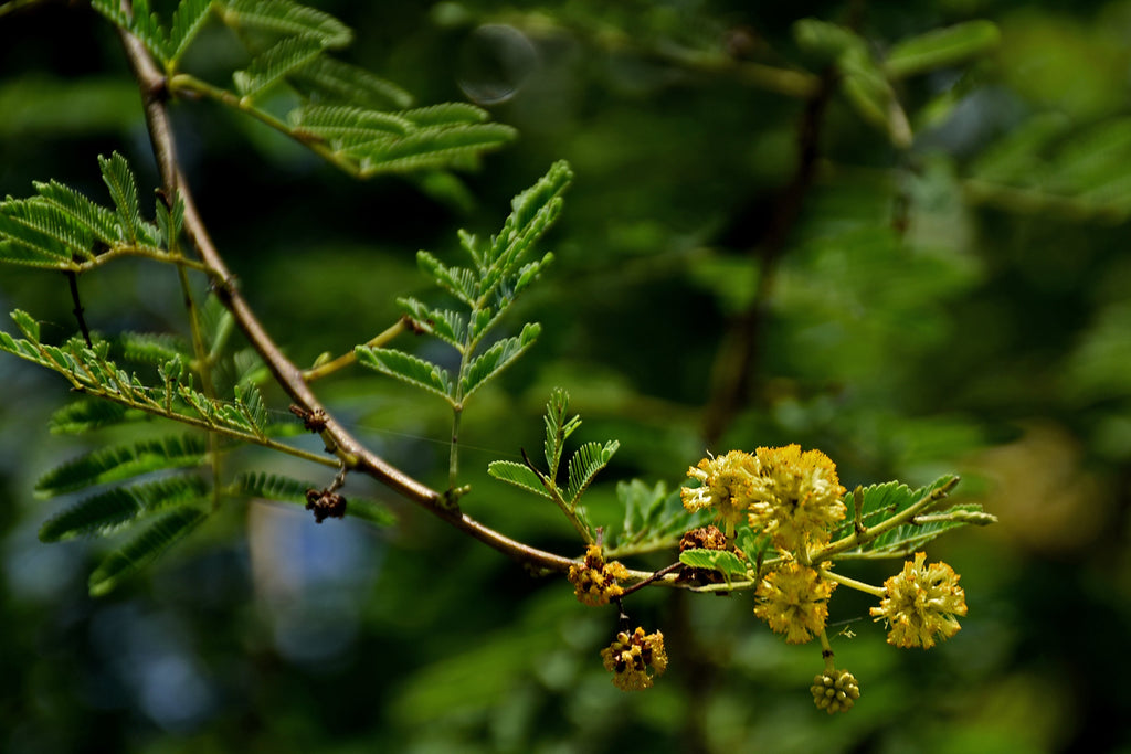 15 Gum Arabic Tree Seeds - Acacia arabica, Vachellia nilotica, Acacia nilotica
