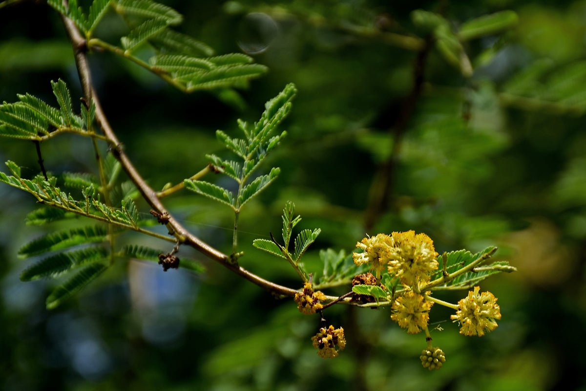 15 Gum Arabic Tree Seeds - Acacia arabica, Vachellia nilotica, Acacia nilotica