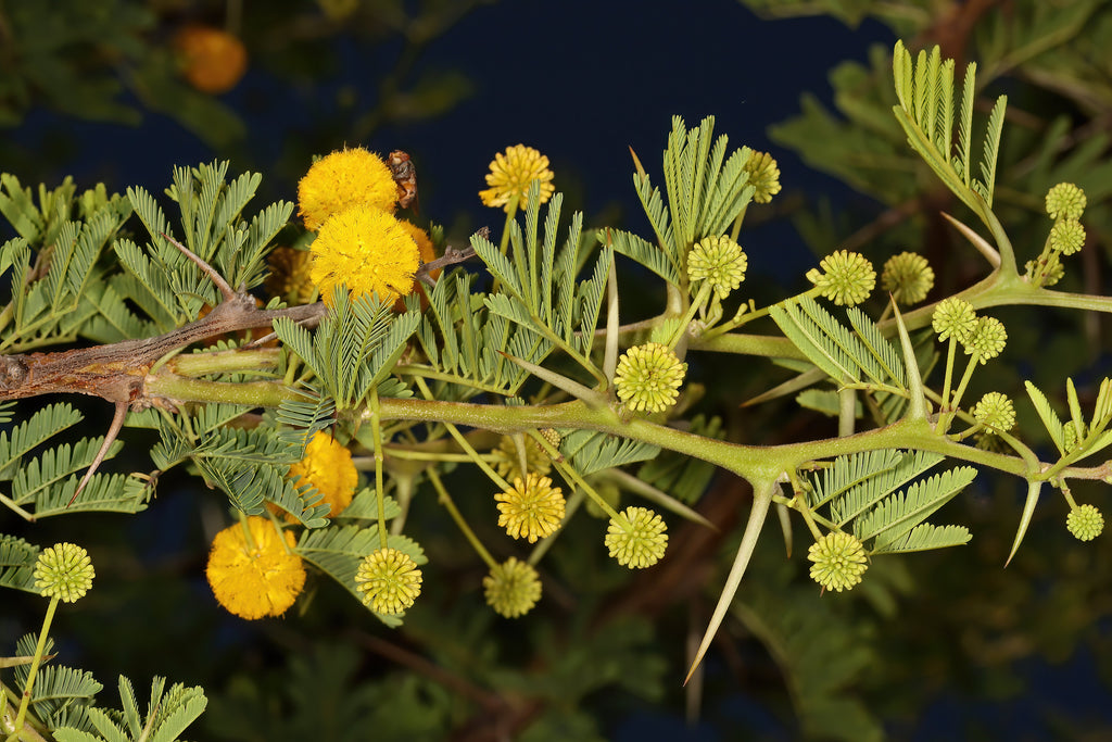 15 Gum Arabic Tree Seeds - Acacia arabica, Vachellia nilotica, Acacia nilotica