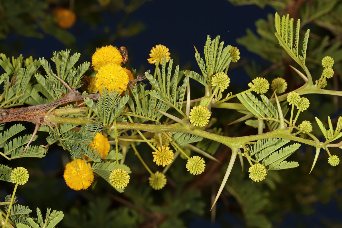15 Gum Arabic Tree Seeds - Acacia arabica, Vachellia nilotica, Acacia nilotica