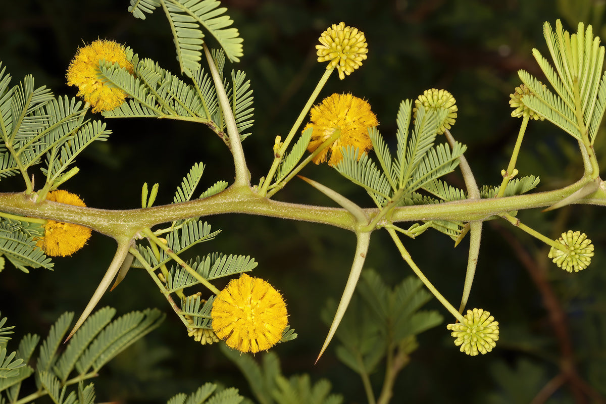 15 Gum Arabic Tree Seeds - Acacia arabica, Vachellia nilotica, Acacia nilotica