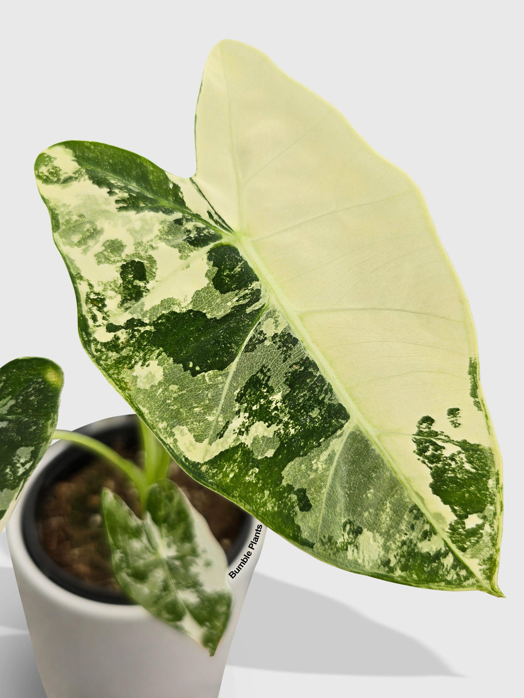 Variegated Alocasia 'Frydek'