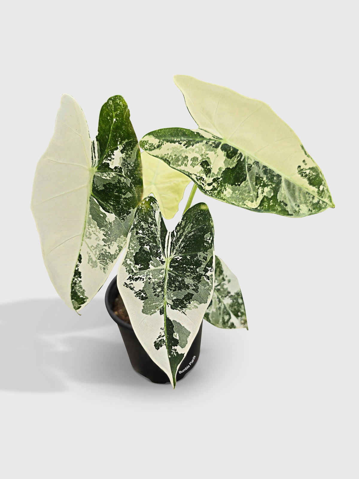 Variegated Alocasia 'Frydek'