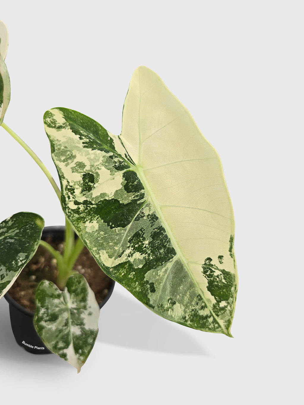 Variegated Alocasia 'Frydek'