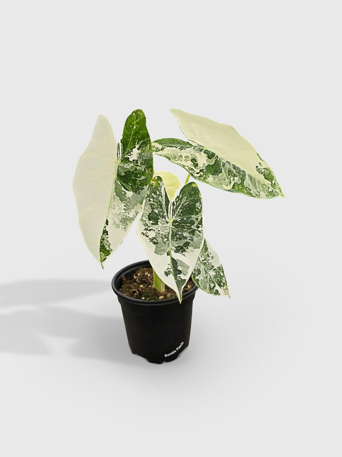 Variegated Alocasia 'Frydek'