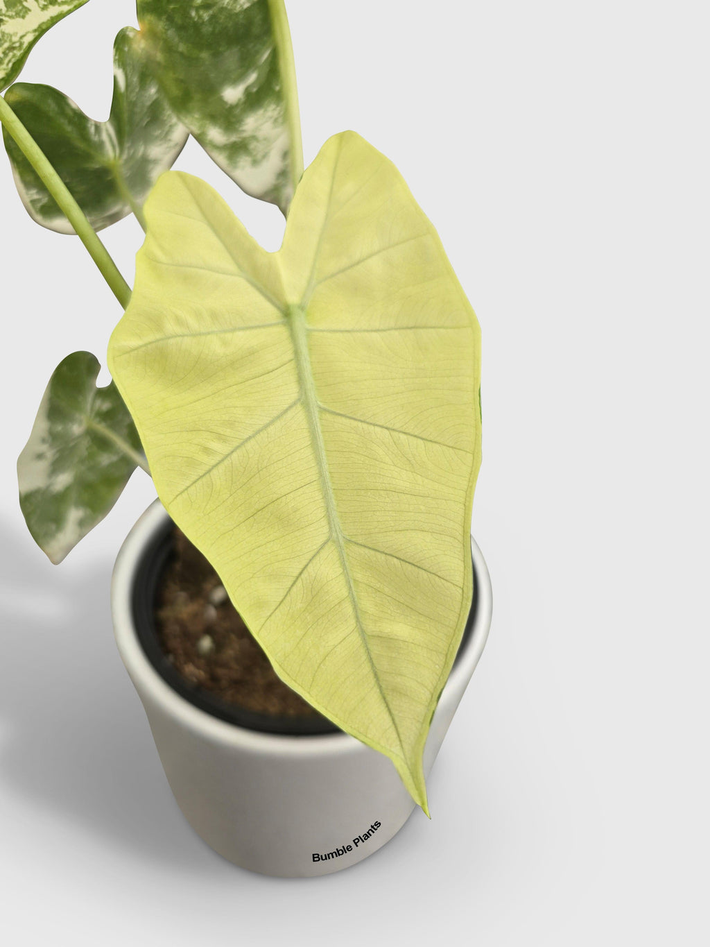 Variegated Alocasia 'Frydek'