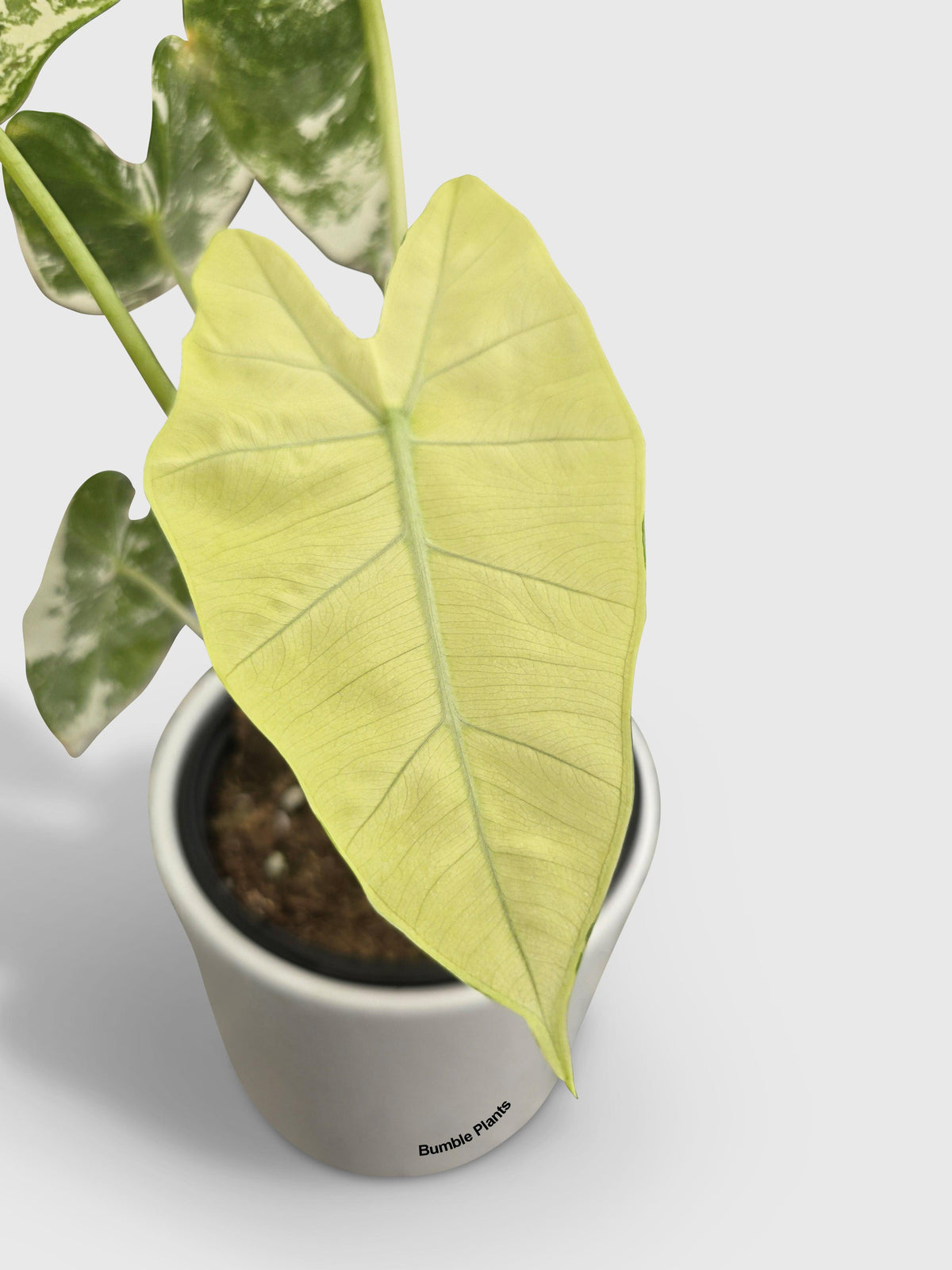 Variegated Alocasia 'Frydek'