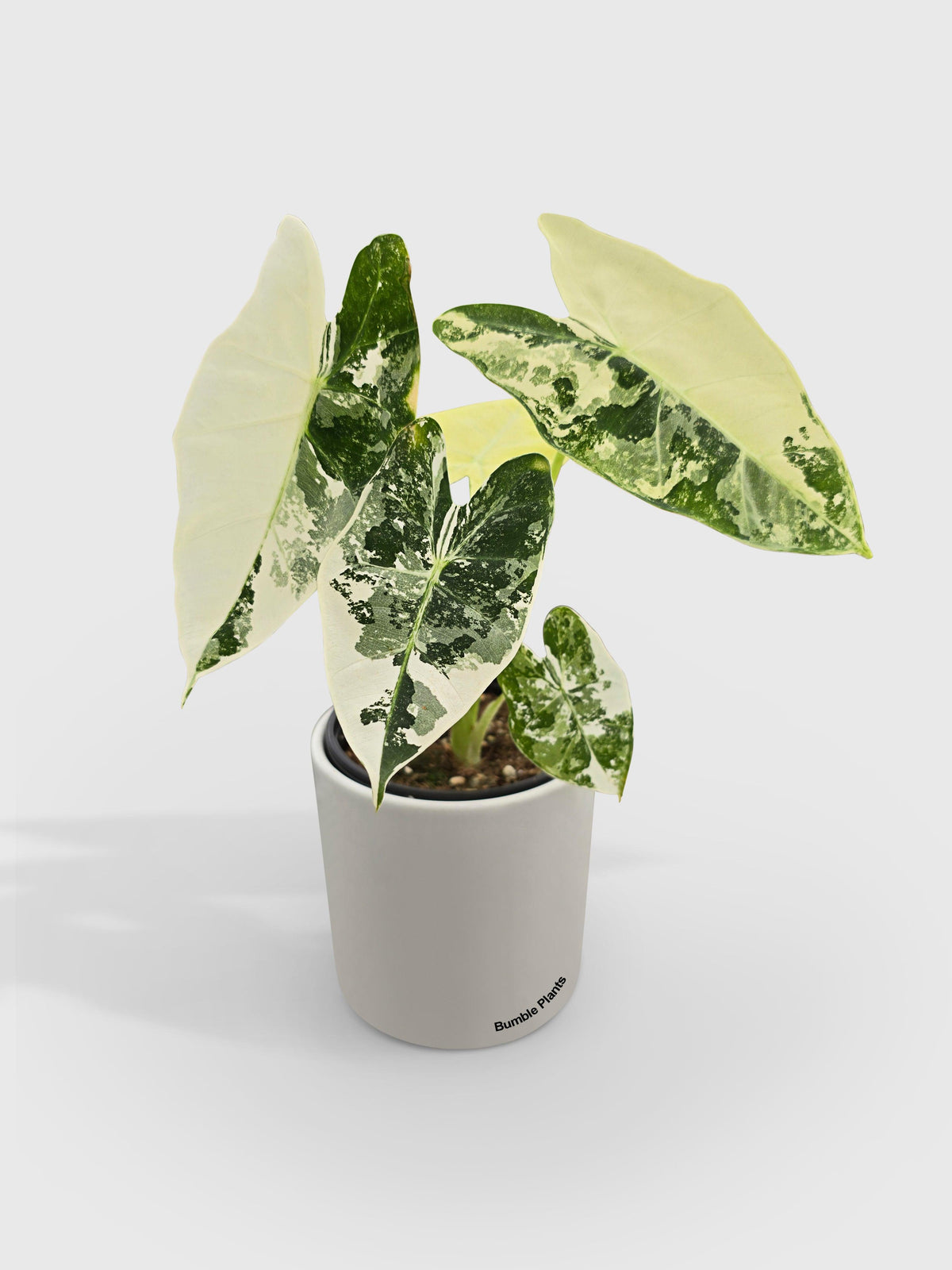 Variegated Alocasia 'Frydek'