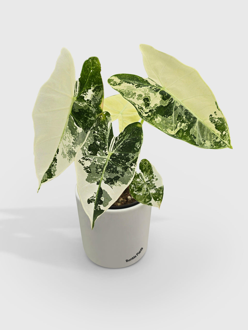 Variegated Alocasia 'Frydek'