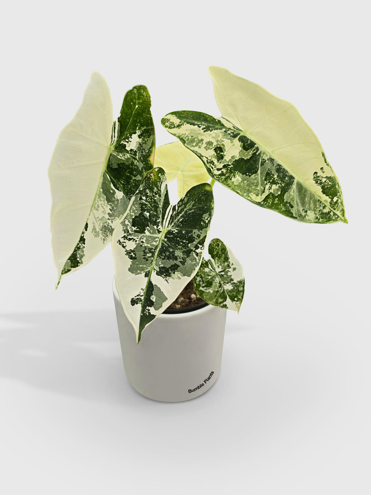 Variegated Alocasia 'Frydek'