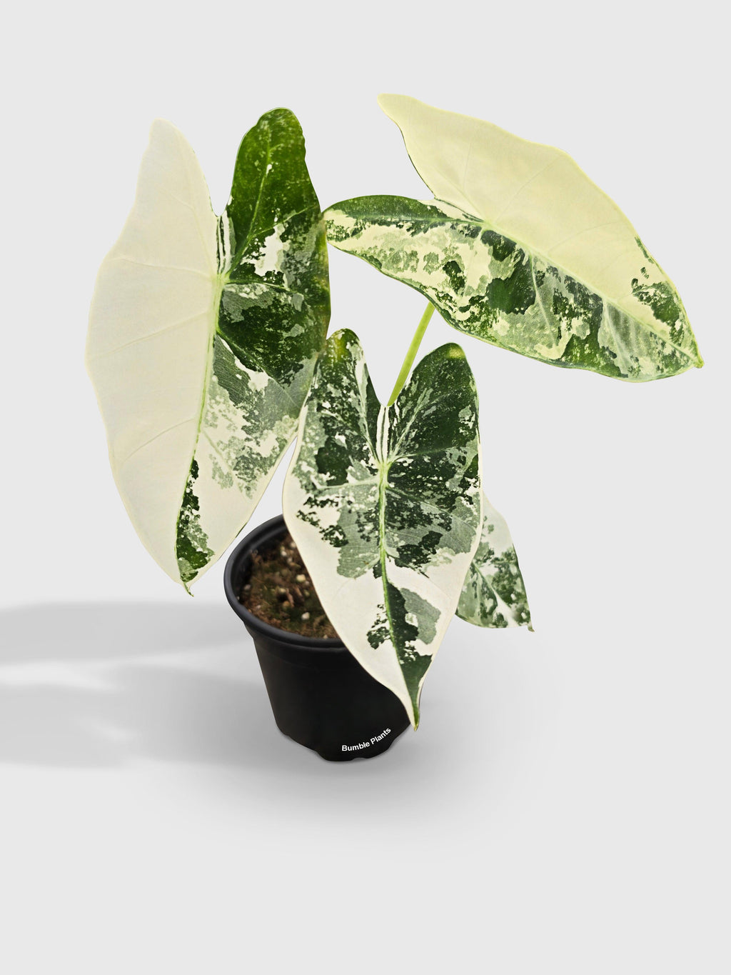 Variegated Alocasia 'Frydek'