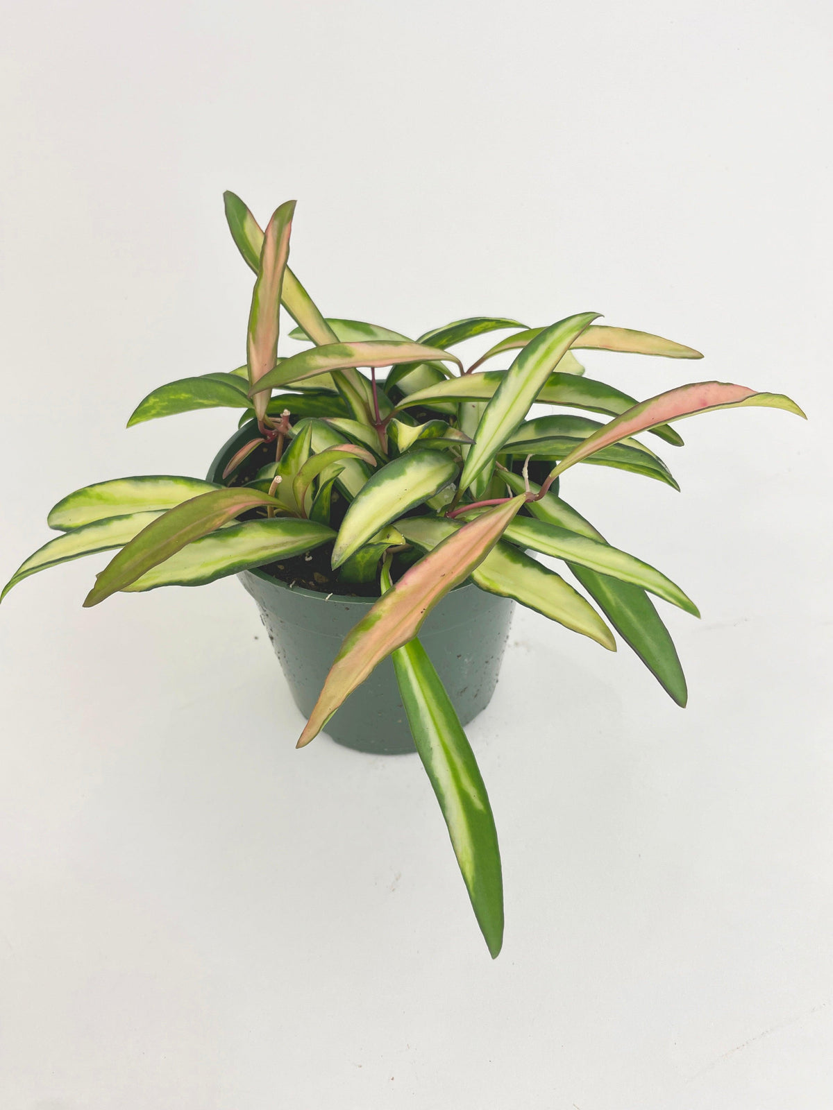 Variegated Hoya Wayetii