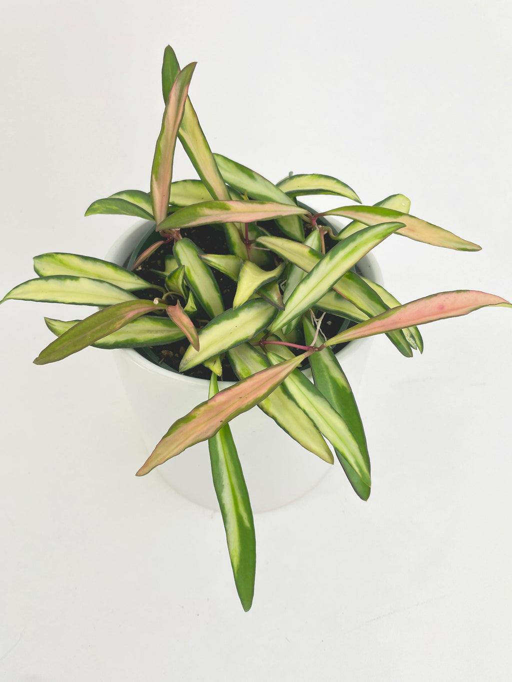 Variegated Hoya Wayetii