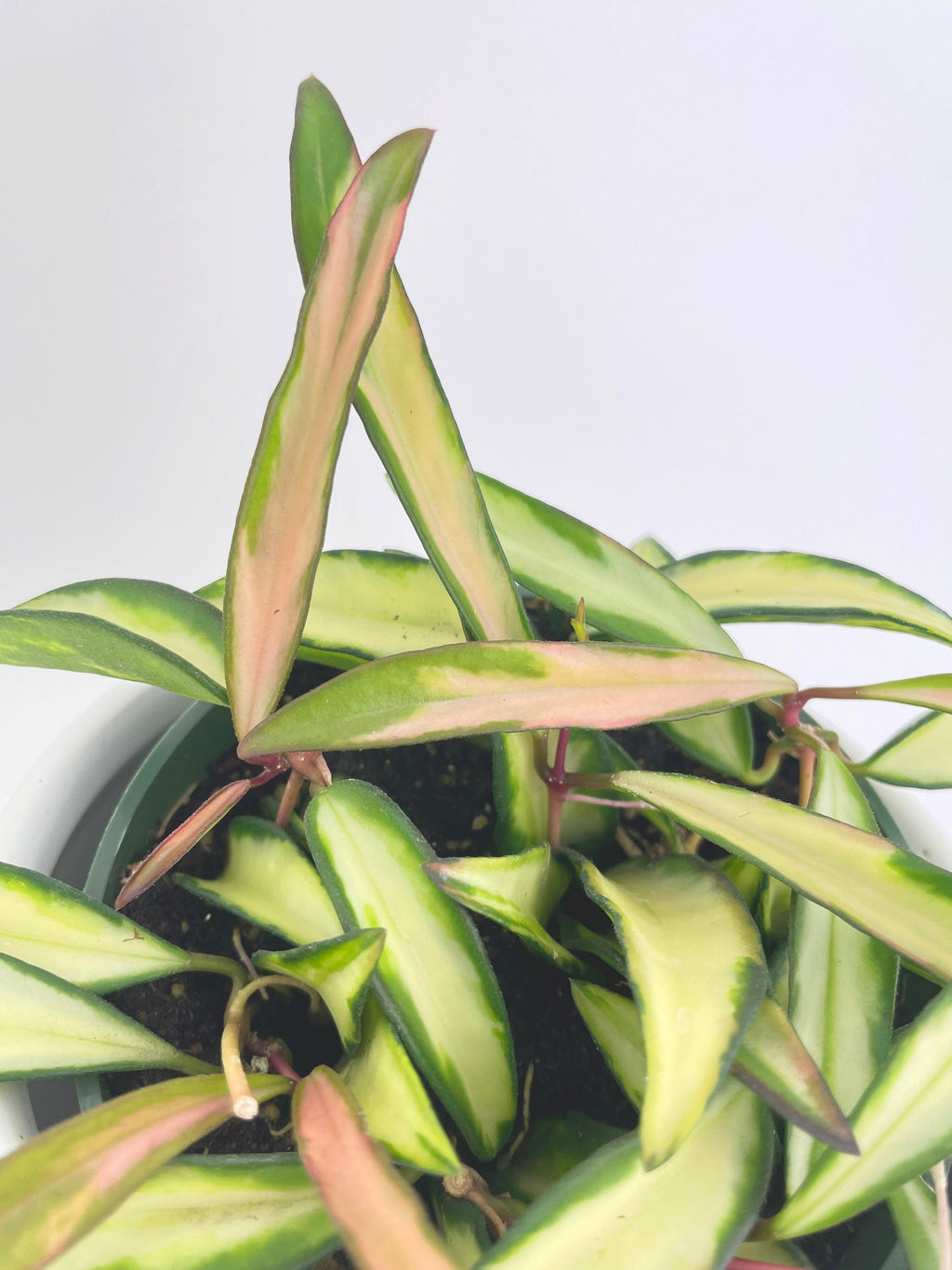 Variegated Hoya Wayetii