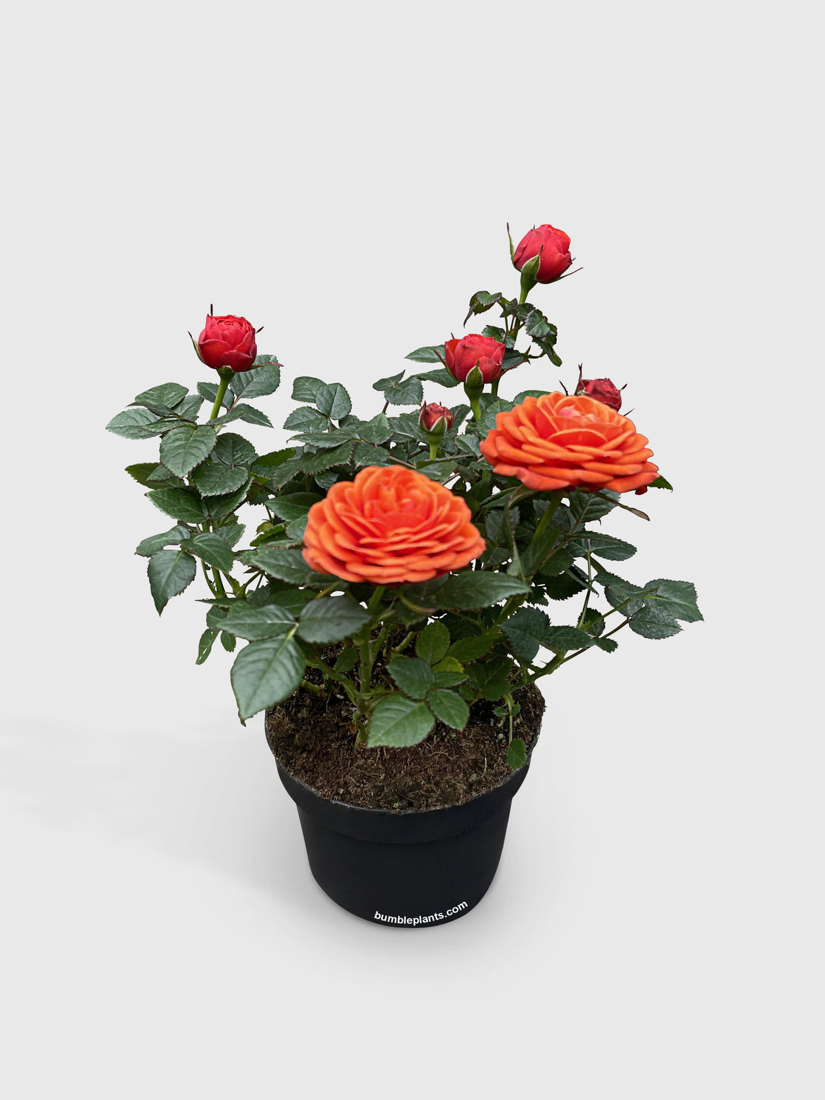 Miniature Tea Rose Flowering Plant