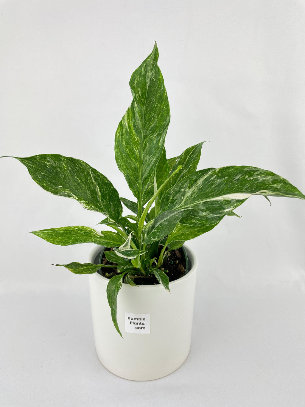 Spathiphyllum Domino Peace Lily Variegata