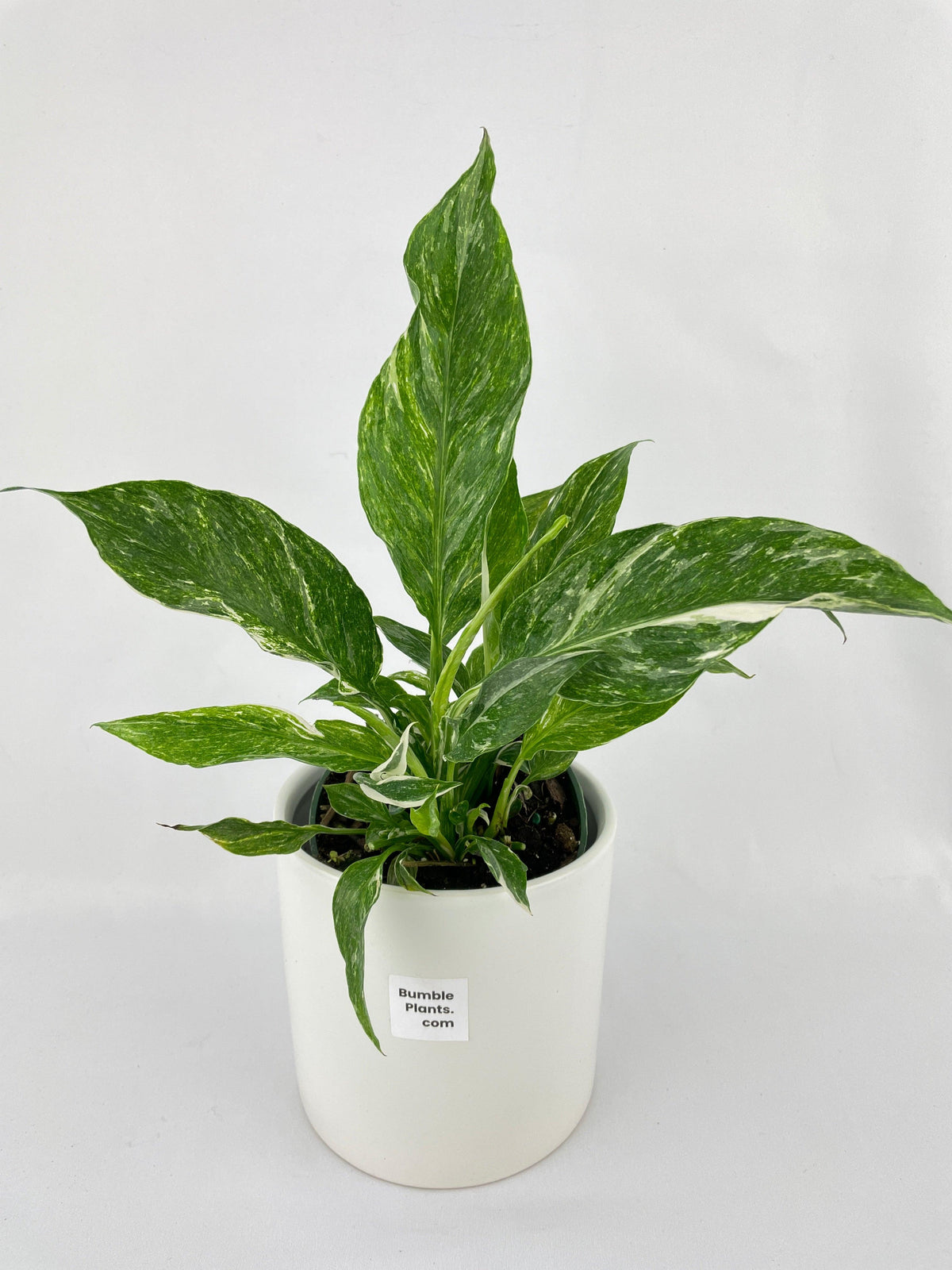 Spathiphyllum Domino Peace Lily Variegata