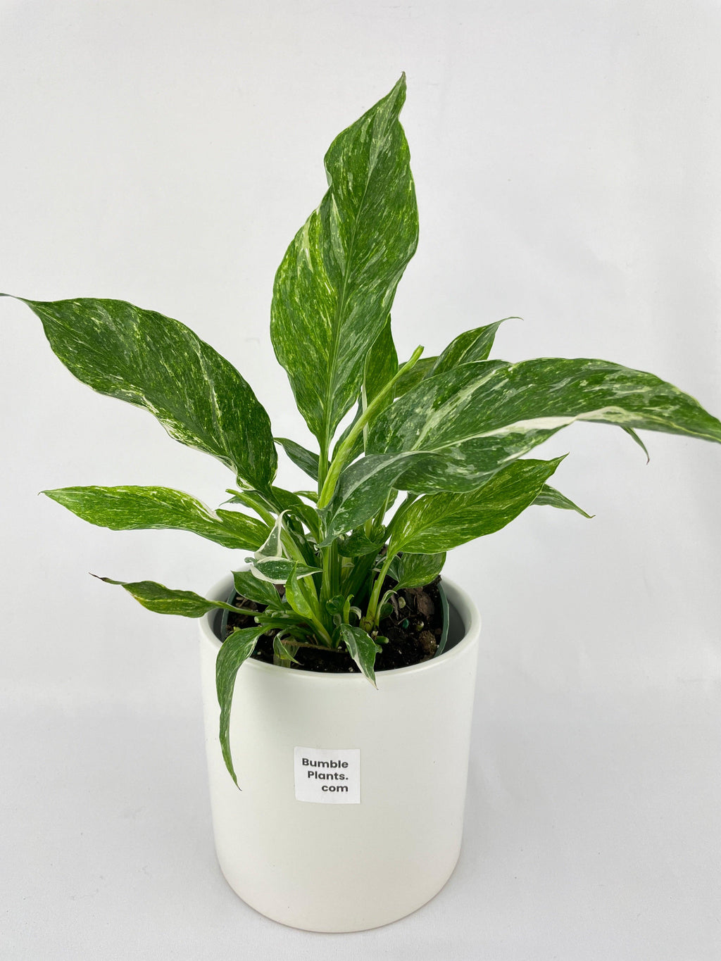 Spathiphyllum Domino Peace Lily Variegata