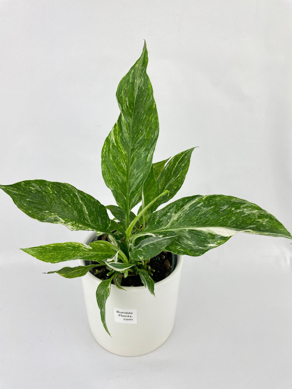 Spathiphyllum Domino Peace Lily Variegata