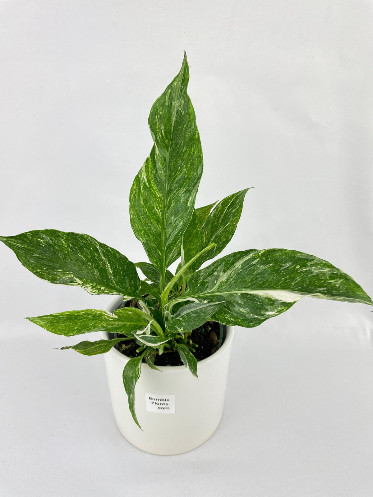 Spathiphyllum Domino Peace Lily Variegata