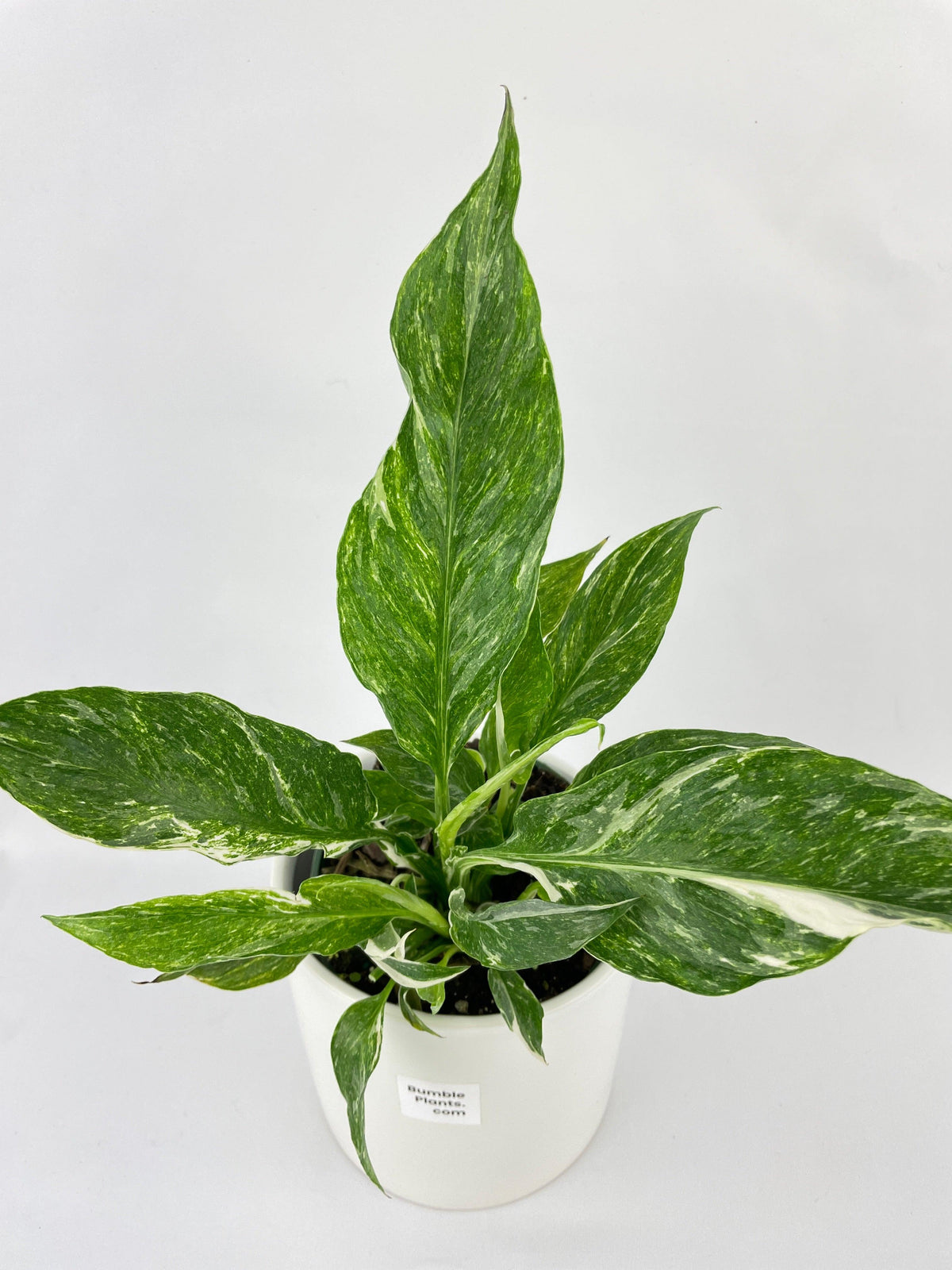 Spathiphyllum Domino Peace Lily Variegata