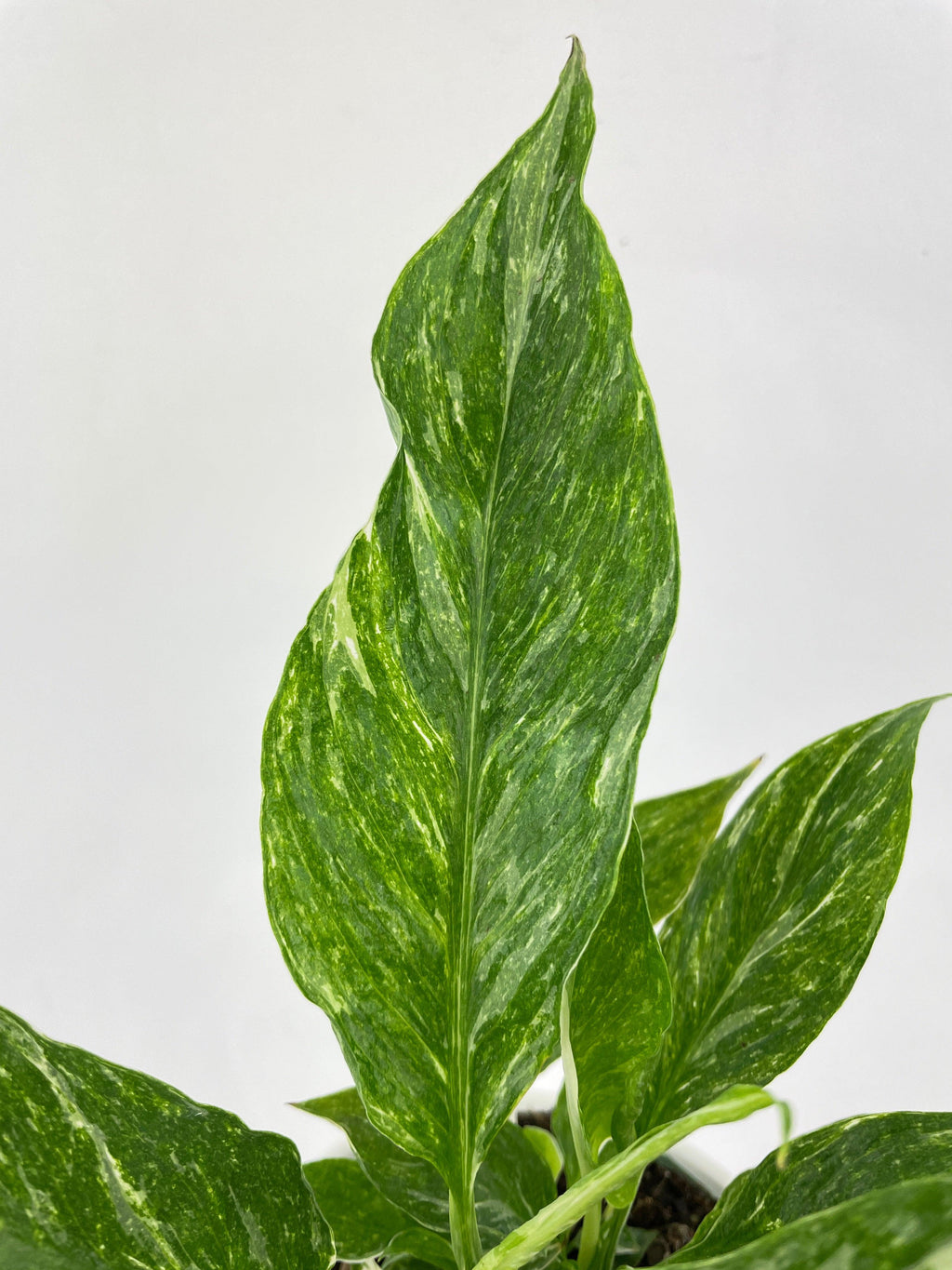 Spathiphyllum Domino Peace Lily Variegata