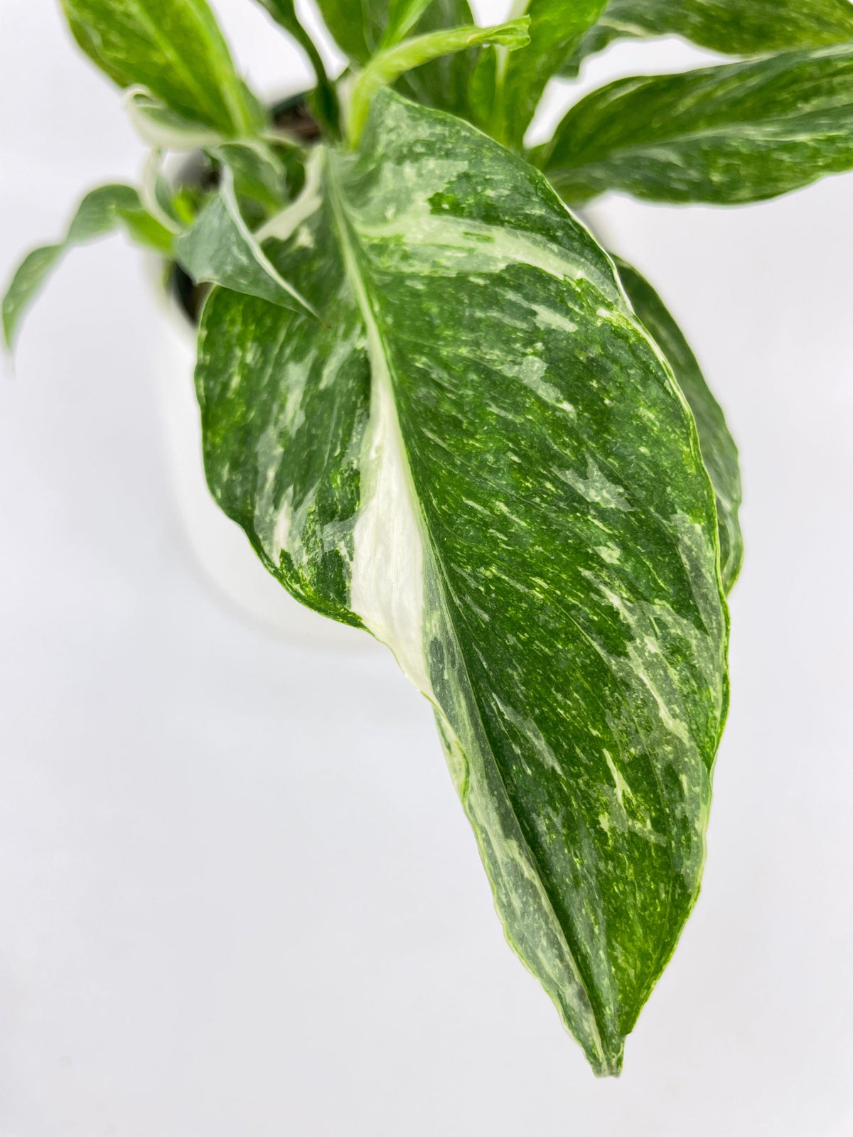 Spathiphyllum Domino Peace Lily Variegata