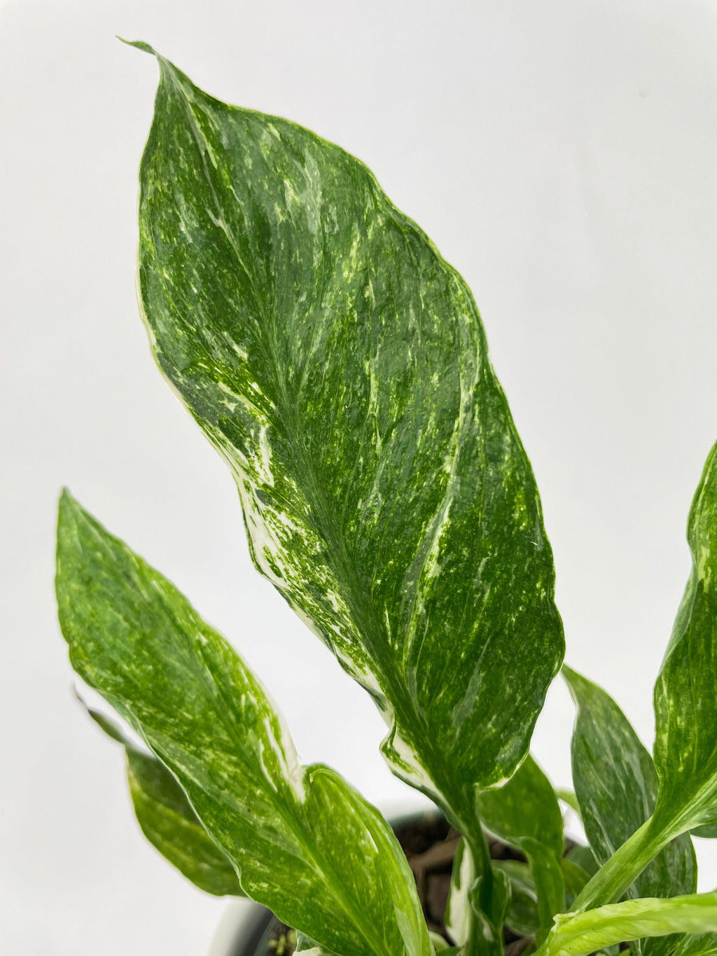 Spathiphyllum Domino Peace Lily Variegata