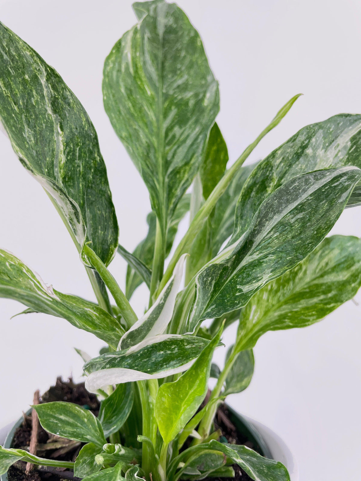 Spathiphyllum Domino Peace Lily Variegata