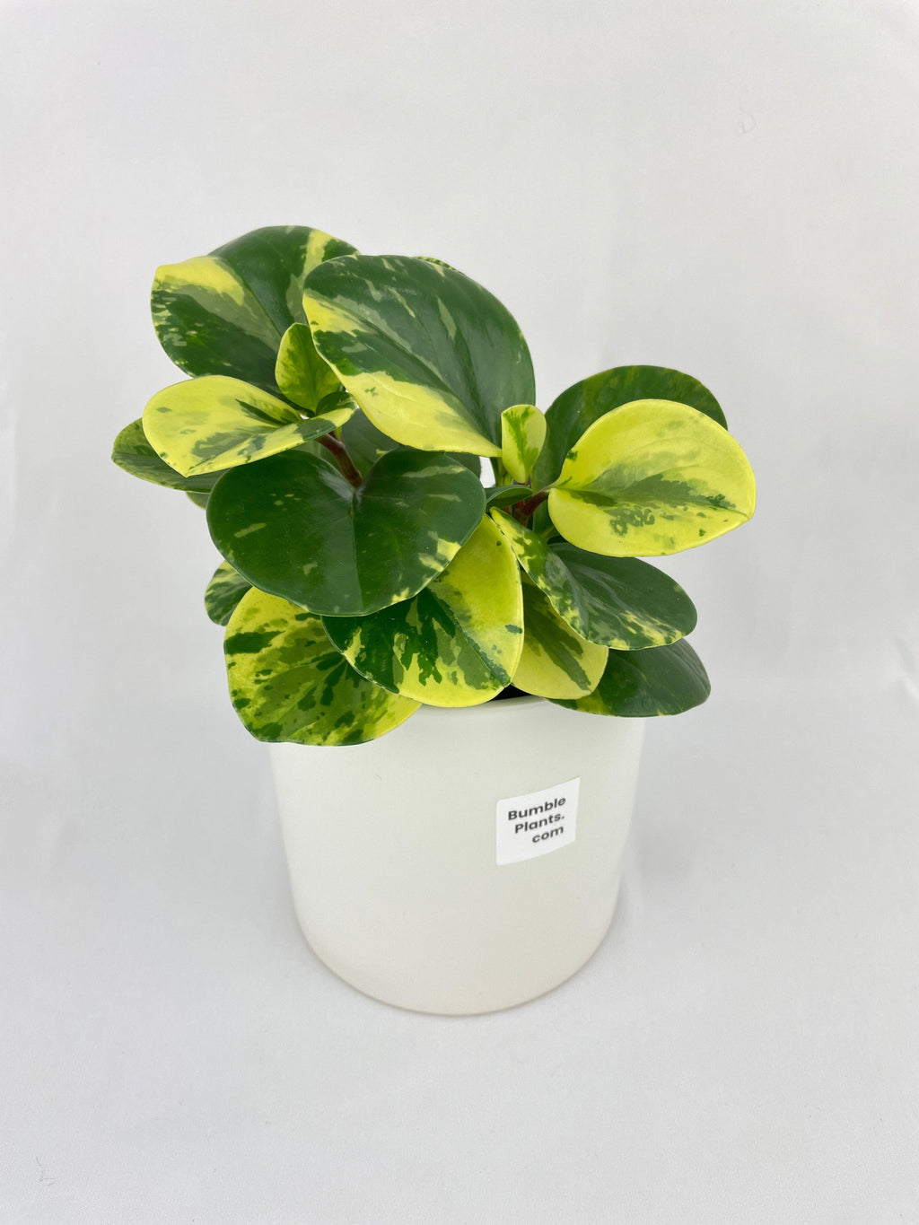 Variegated Peperomia Obtusifolia