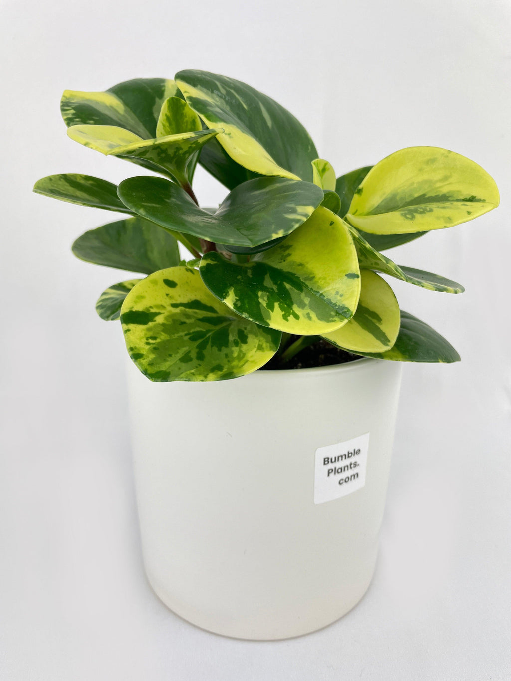 Variegated Peperomia Obtusifolia