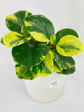 Variegated Peperomia Obtusifolia