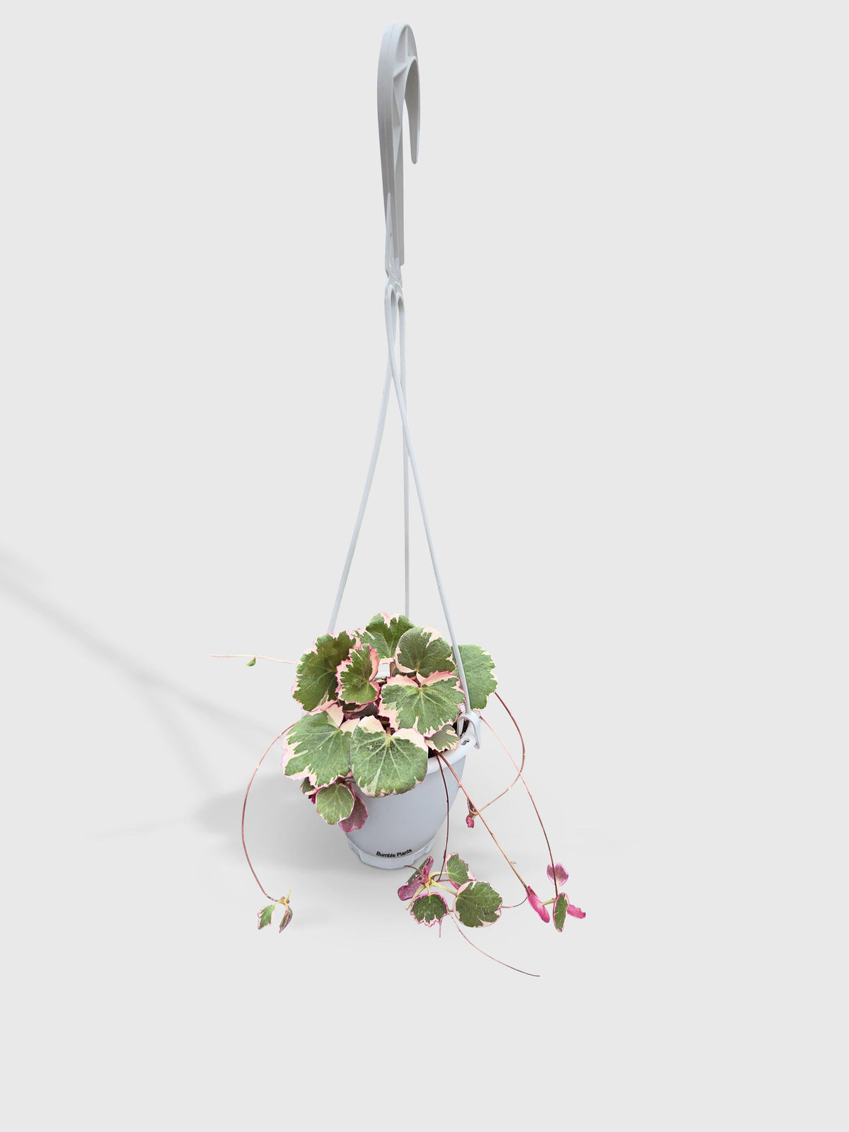 Variegated Strawberry Begonia