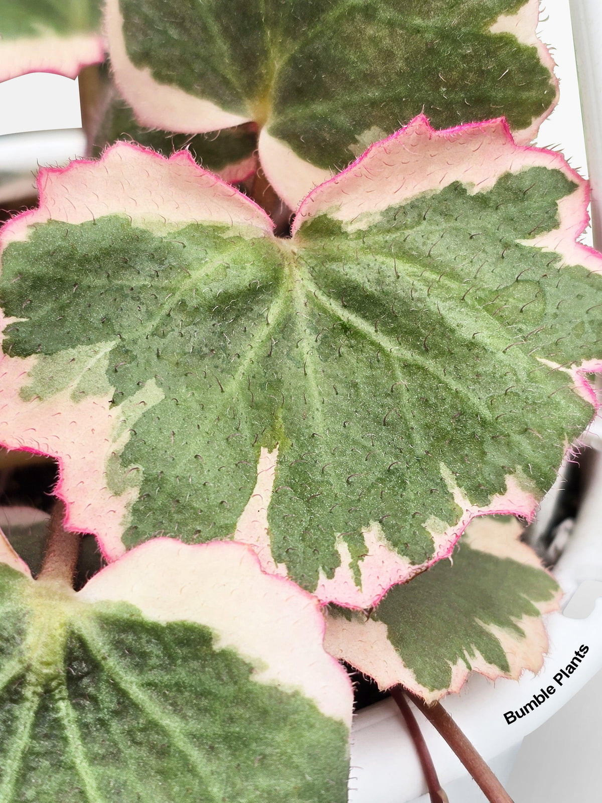 Variegated Strawberry Begonia