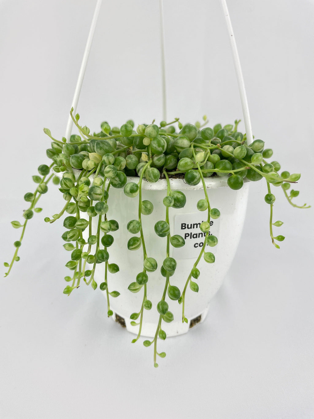 Variegated String of Pearls