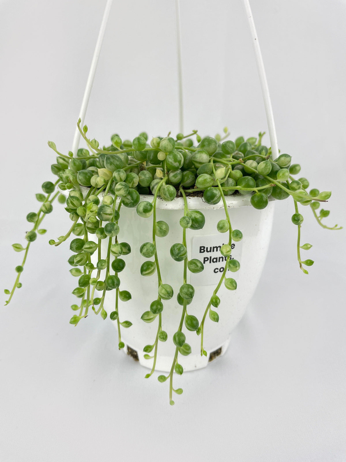 Variegated String of Pearls