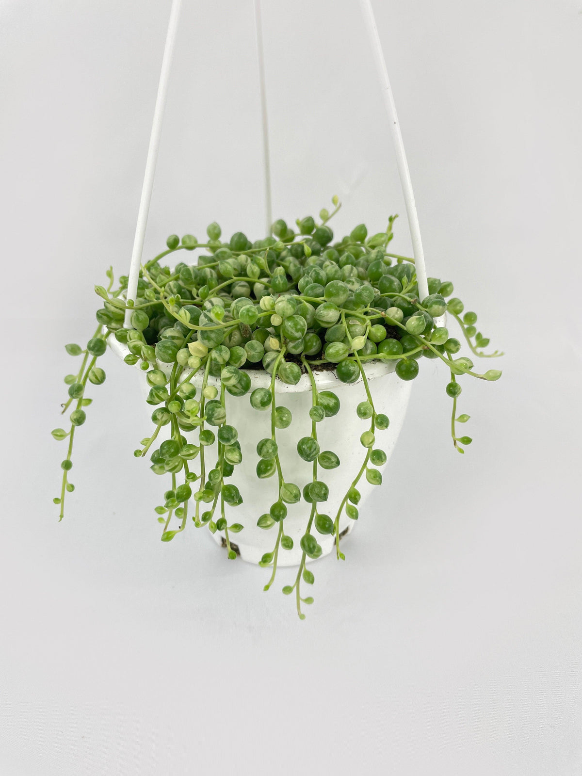 Variegated String of Pearls