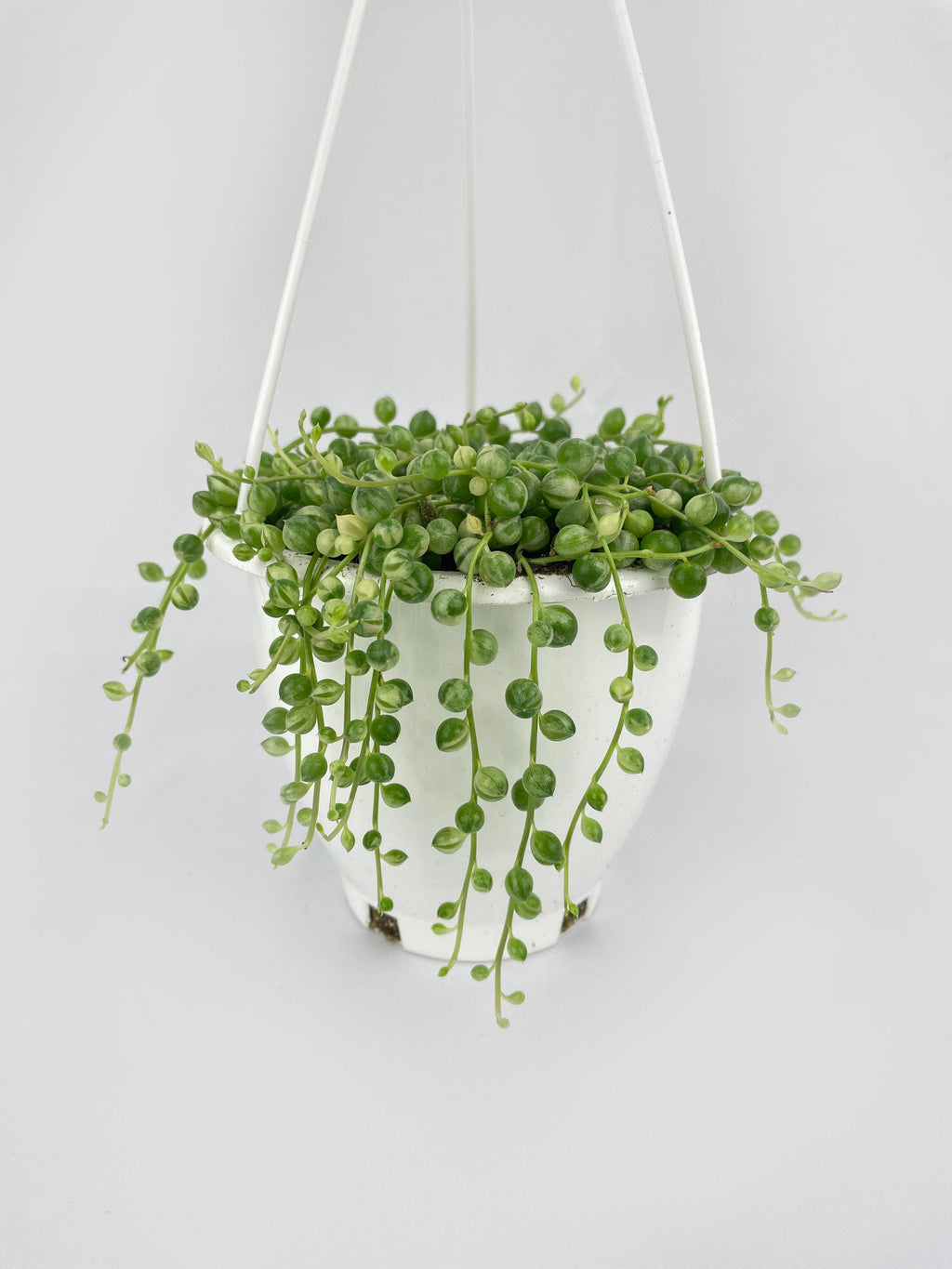Variegated String of Pearls