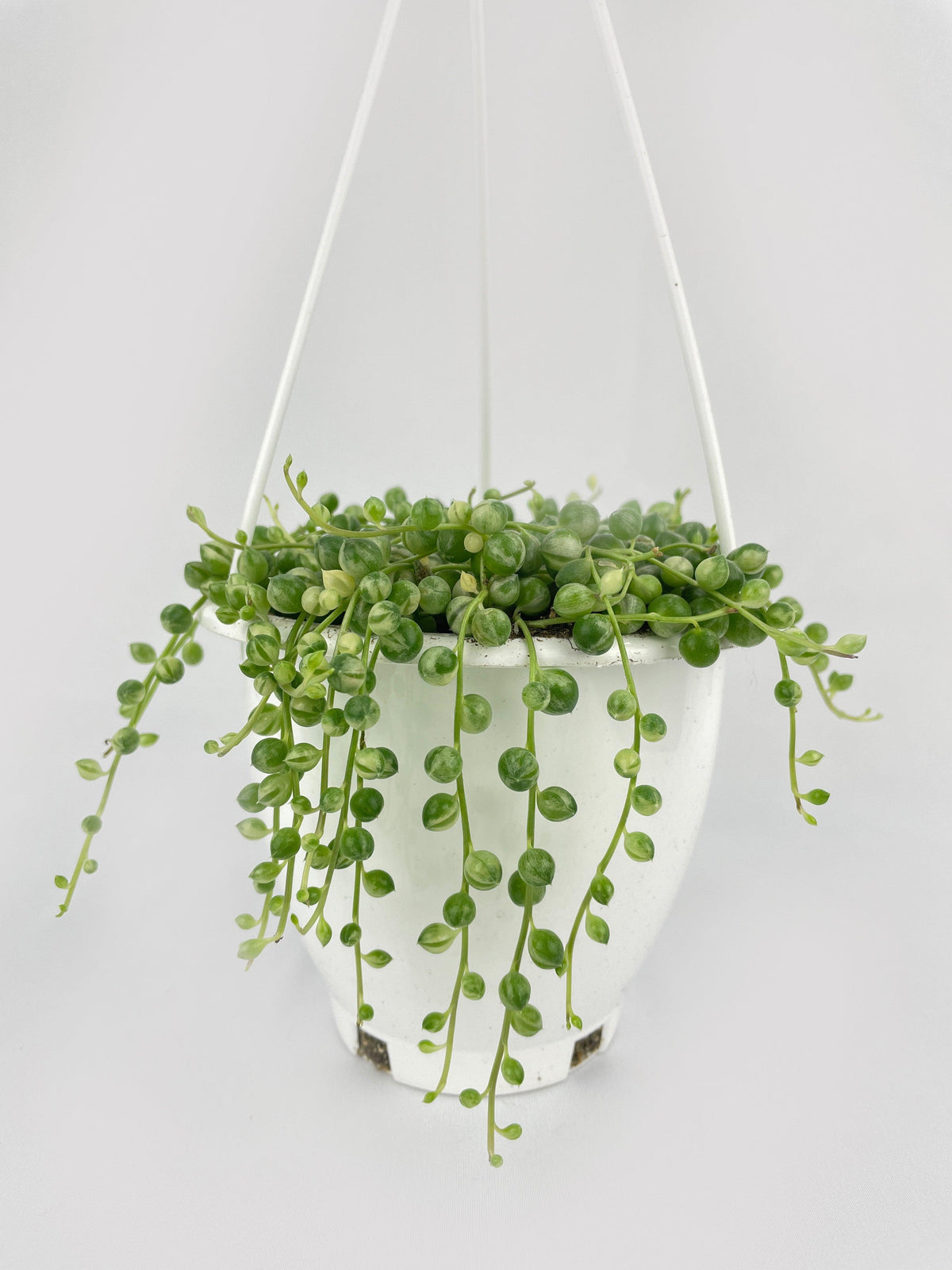 Variegated String of Pearls
